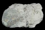 Fossil Crinoid (Eucalyptocrinus) Calyx on Rock - Indiana #127320-2